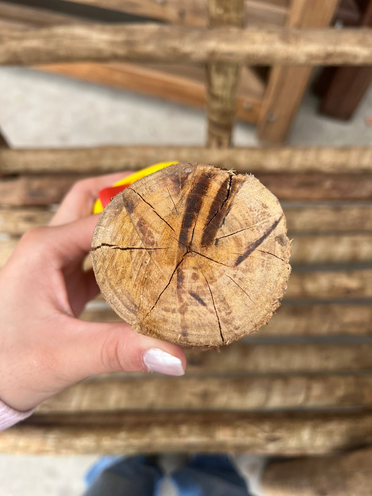 Detalhe da seção do eucalipto mostrando o tratamento